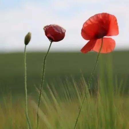 4 Etoiles Avec Privatif * Méaulte